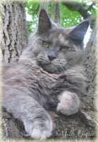 Mille Gracie