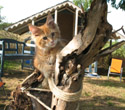 im kittensgarden