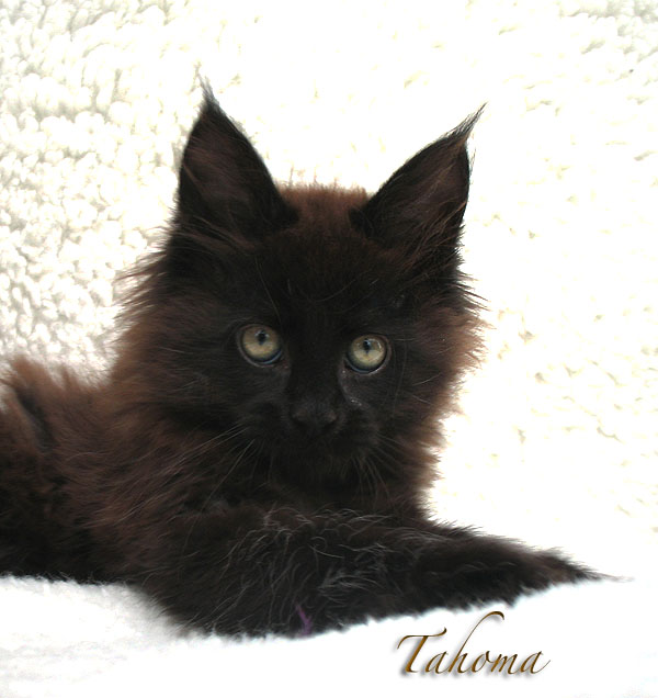 Tahoma